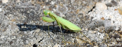 Titre autres insectes